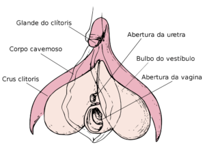 Onde fica e para que serve o clitóris? 1 onde fica o clitoris 300x218 1